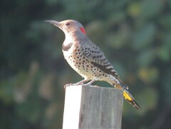 Colaptes auratus luteus