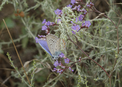 Limonium meyeri
