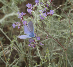 Limonium meyeri