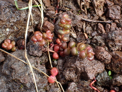 Sedum divergens