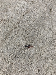 Pogonomyrmex occidentalis
