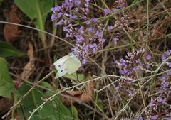 Limonium meyeri