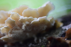 Cerrena zonata