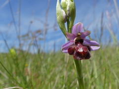Ophrys sphegodes aveyronensis