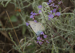 Limonium meyeri