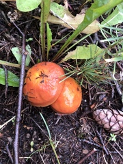 Suillus