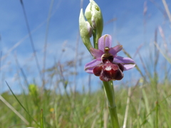 Ophrys sphegodes aveyronensis