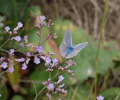 Limonium meyeri
