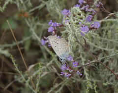 Limonium meyeri