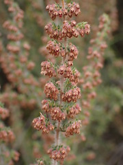 Erica leucopelta