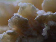 Cerrena zonata