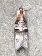 Decodes macdunnoughi