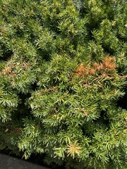 Taxus
