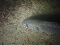 Dicentrarchus labrax