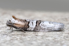 Decodes macdunnoughi