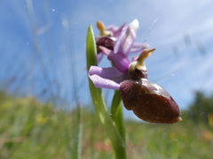 Ophrys sphegodes aveyronensis