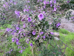Prostanthera rotundifolia