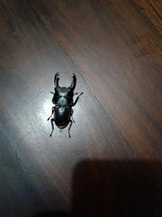 Dorcus reichei prosti