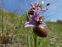 Ophrys sphegodes aveyronensis
