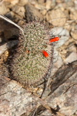 Mammillaria grahamii
