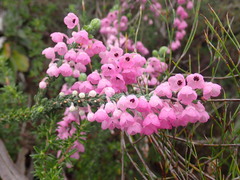 Erica nervata