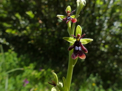 Ophrys insectifera