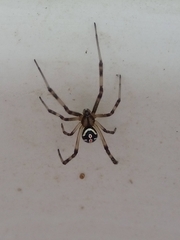 Latrodectus hesperus