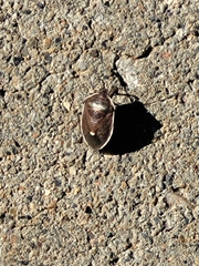 Chlorochroa