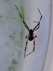 Latrodectus hesperus