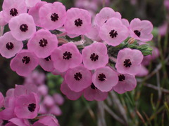 Erica nervata