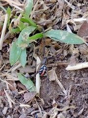 Latrodectus hesperus