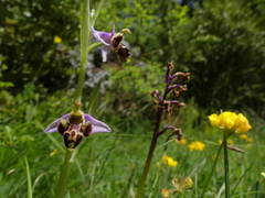 Ophrys scolopax
