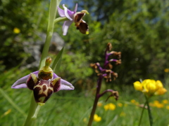 Ophrys scolopax
