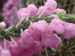 Erica nervata
