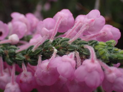 Erica nervata