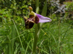 Ophrys scolopax