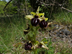 Ophrys sphegodes passionis
