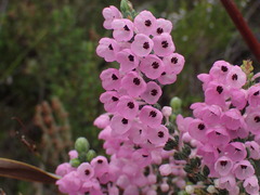 Erica nervata
