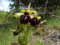 Ophrys sphegodes passionis