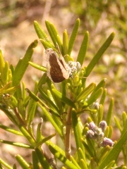 Leptotes pirithous