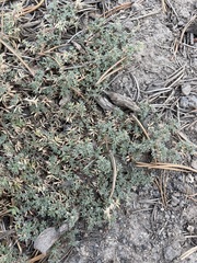 Astragalus kentrophyta