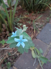 Oxypetalum coeruleum