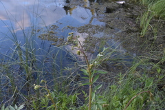 Cicuta maculata angustifolia