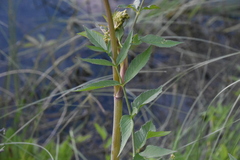 Cicuta maculata angustifolia