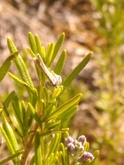 Leptotes pirithous