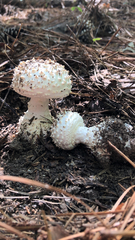 Amanita magniverrucata