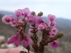 Erica newdigatei