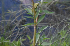 Cicuta maculata angustifolia