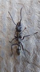 Neoponera