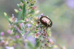 Chrysolina americana